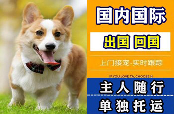张掖市宠物托运公司张掖市宠物托运公司张掖市宠物托运公司