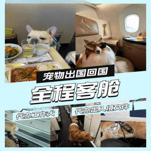 张掖市宠物托运到白俄罗斯宠物入境规定和要求
